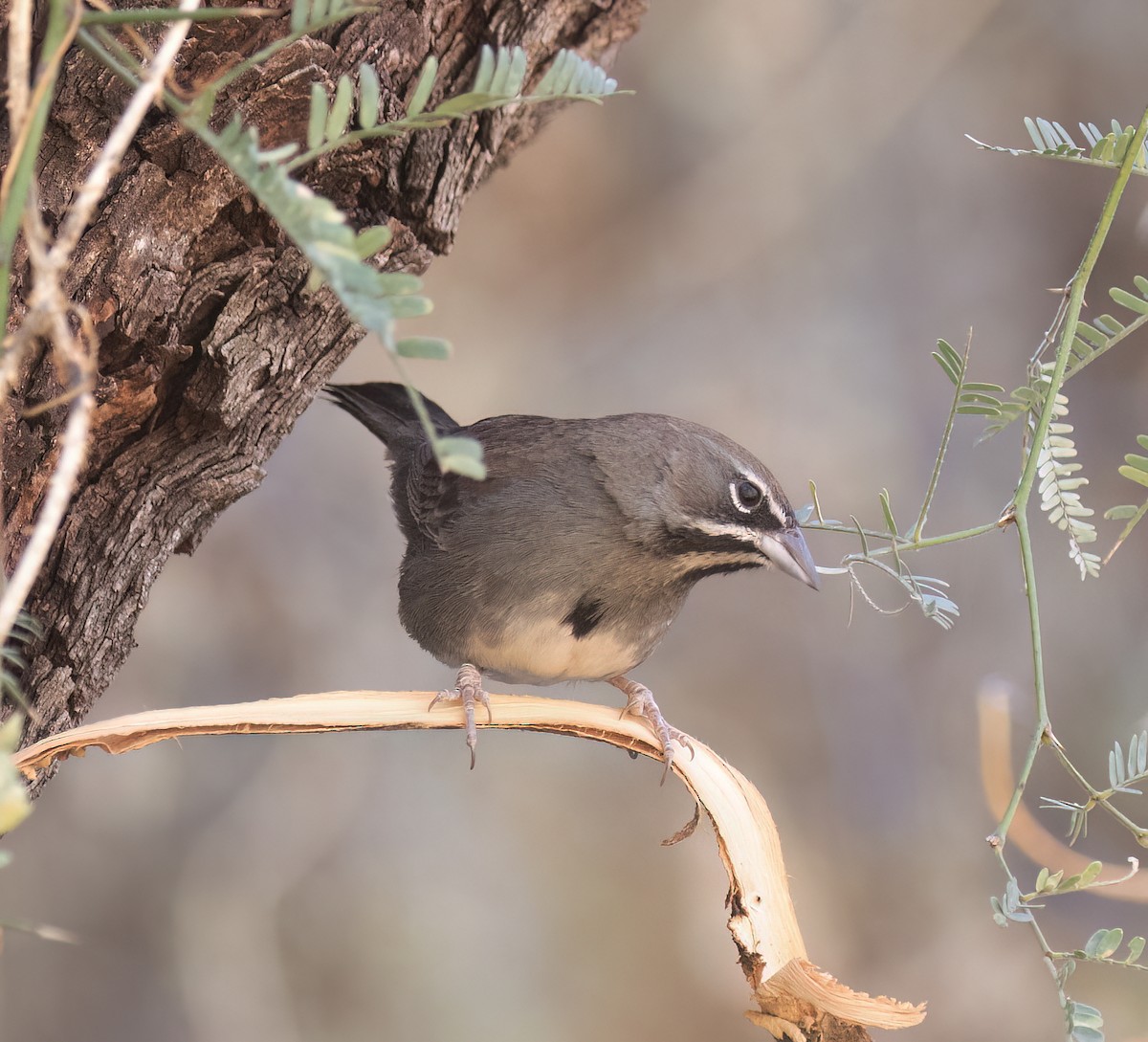 Five-striped Sparrow - ML627914837