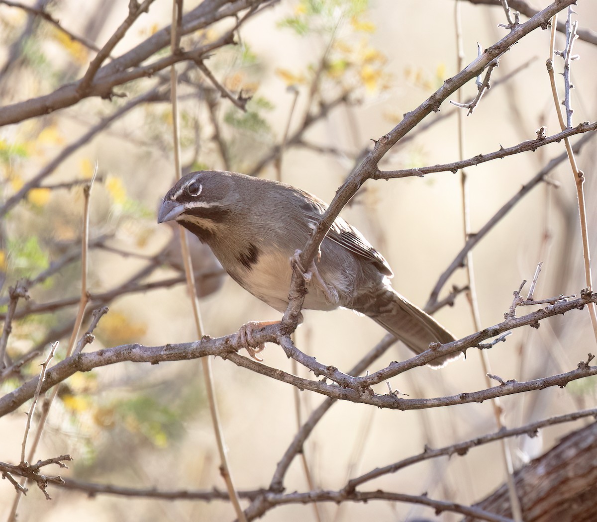 Five-striped Sparrow - ML627914838