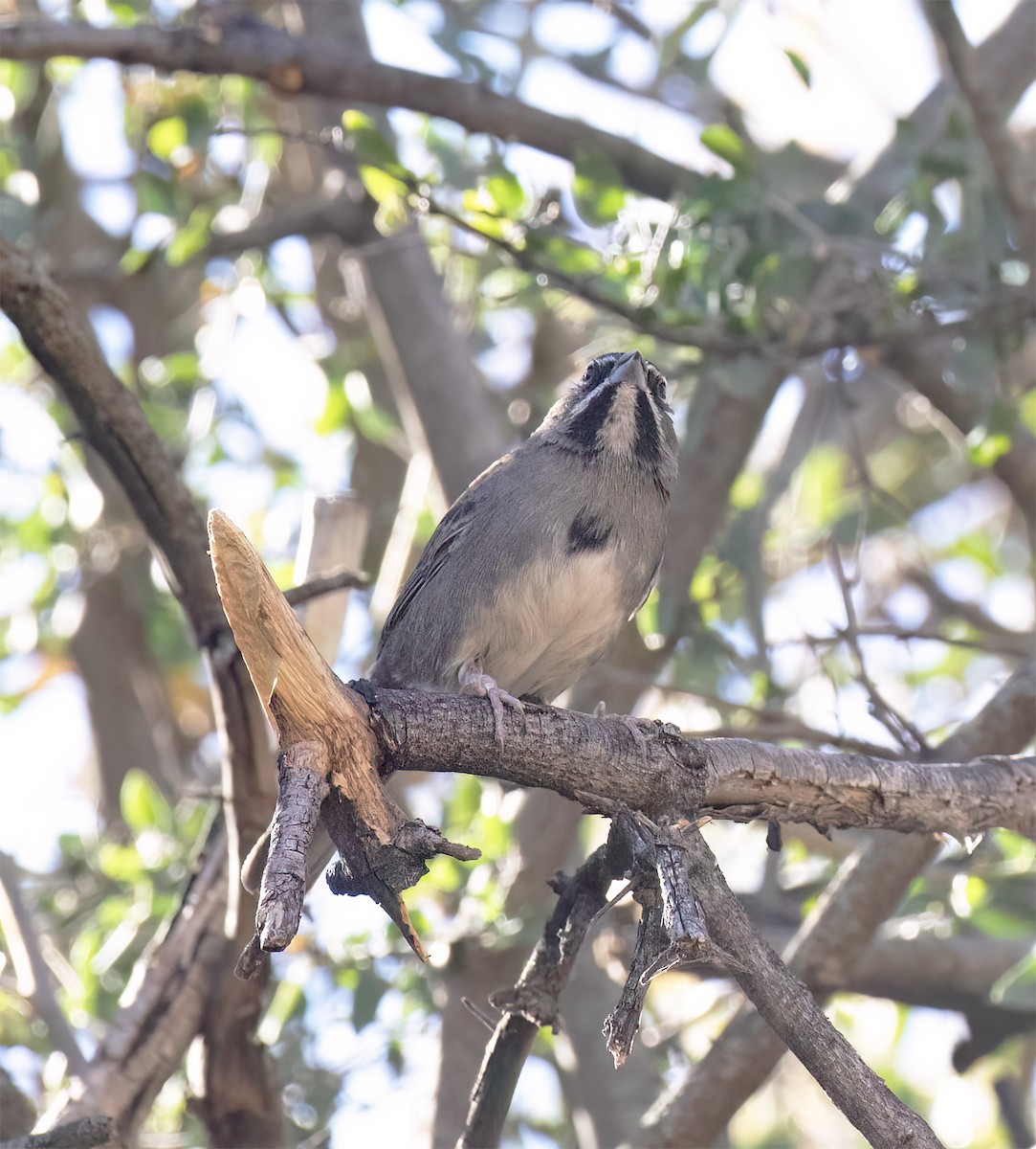 Five-striped Sparrow - ML627914839