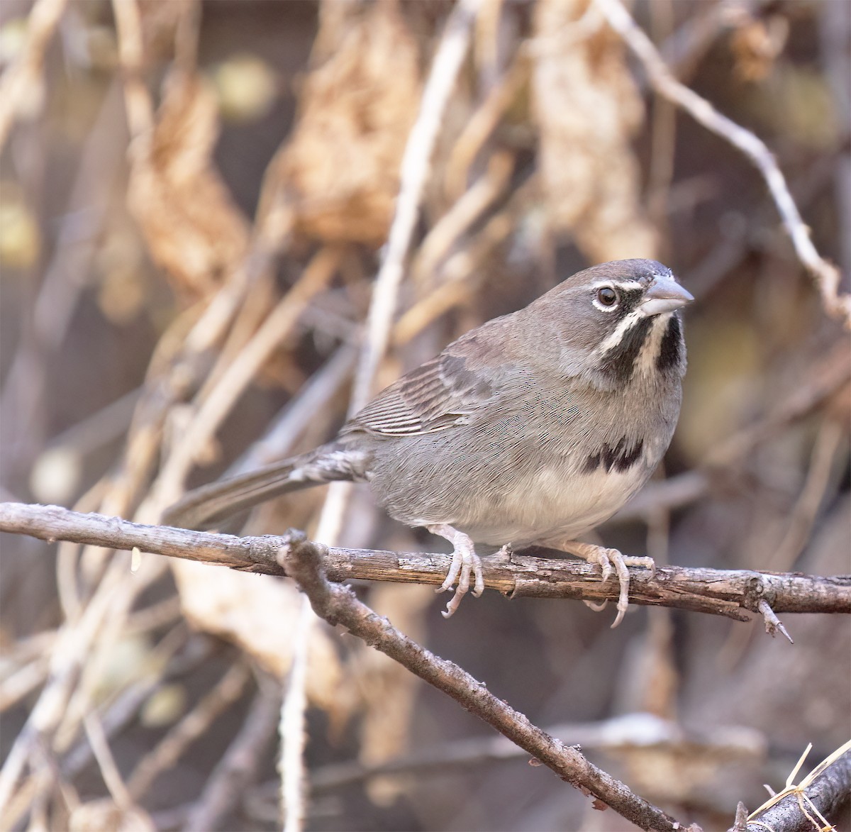 Five-striped Sparrow - ML627914840