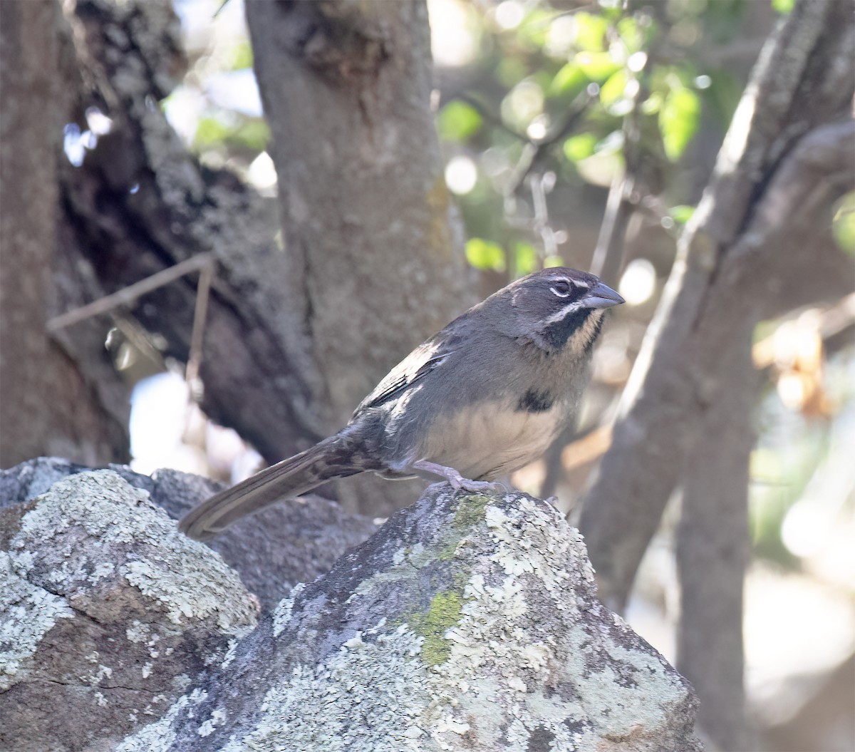 Five-striped Sparrow - ML627914841