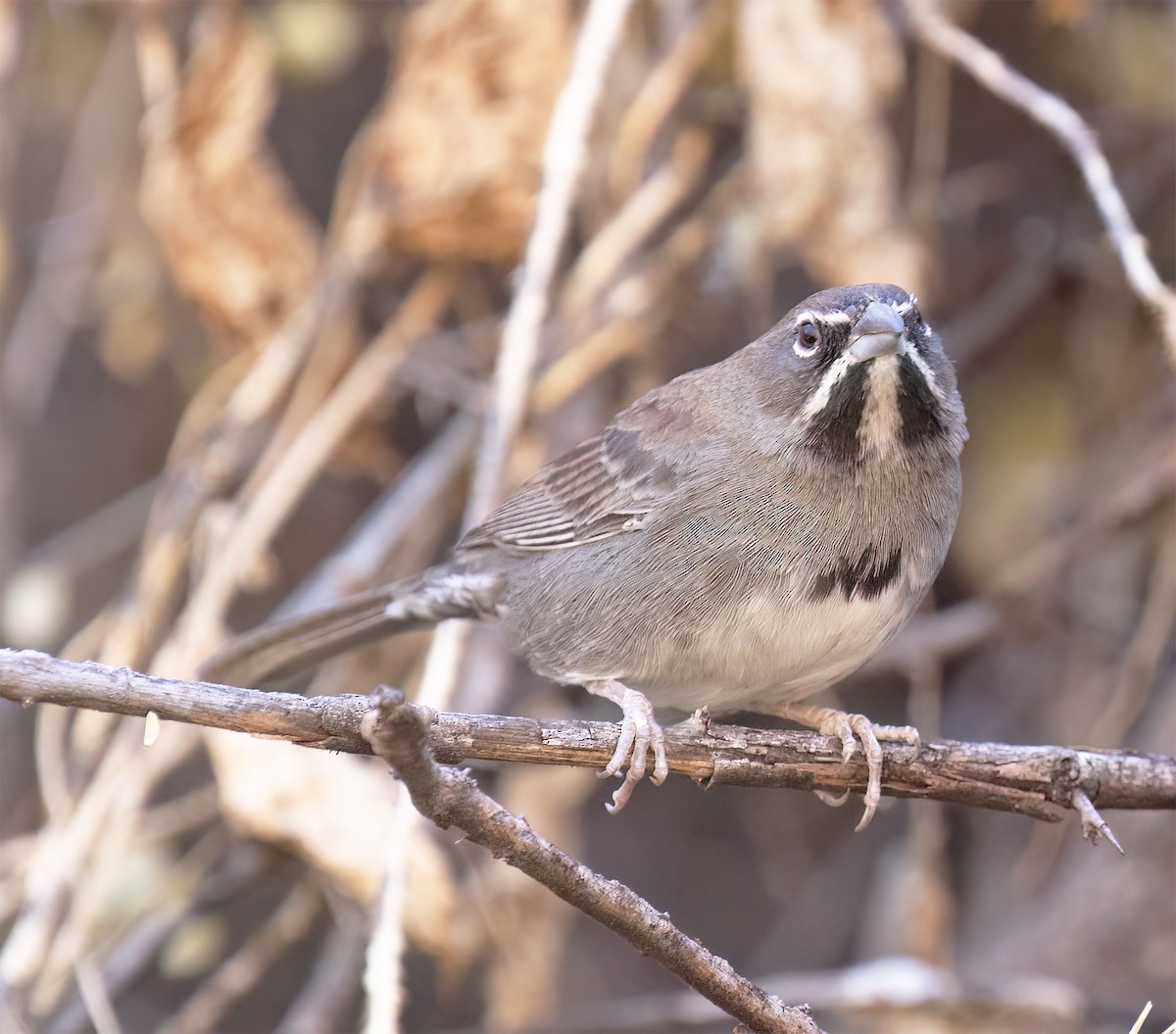 Five-striped Sparrow - ML627914842