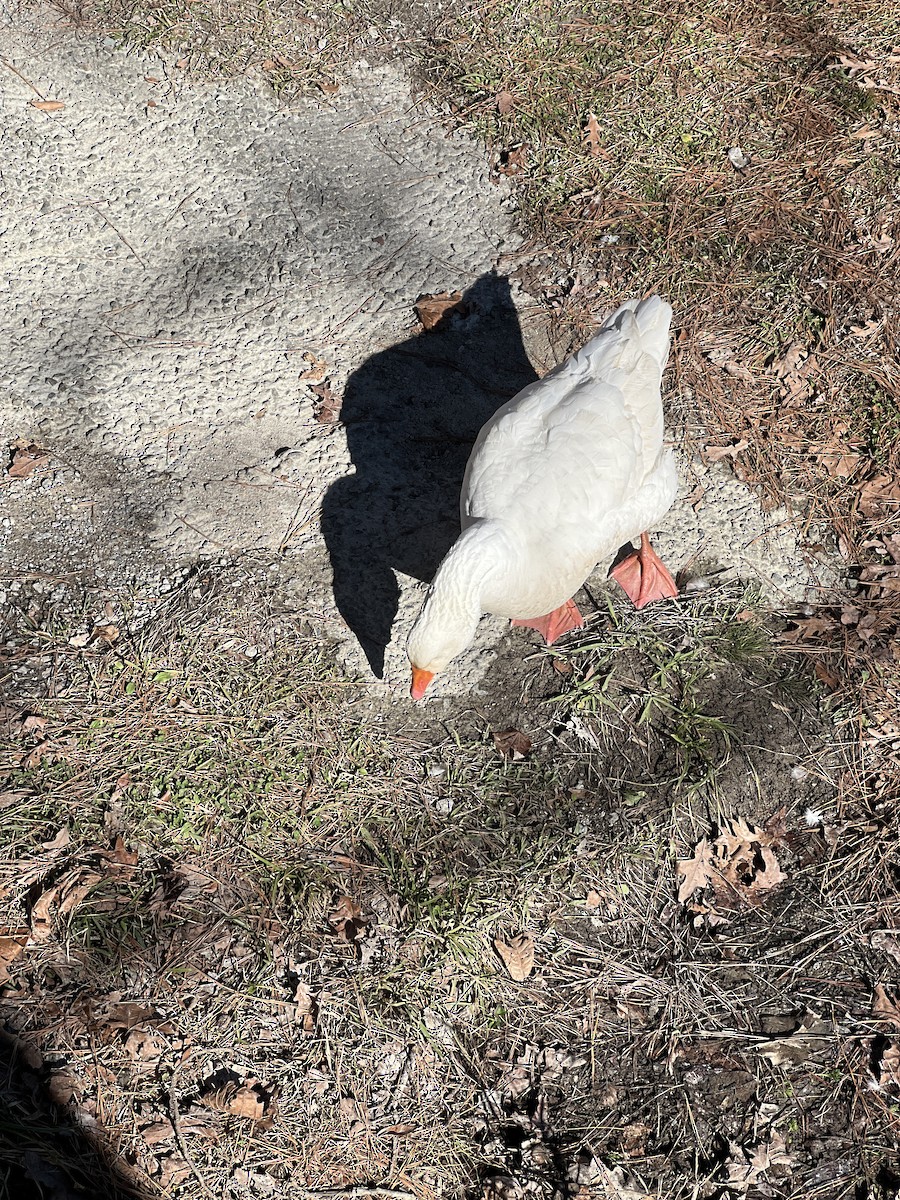 Gans (domestiziert) - ML627914868
