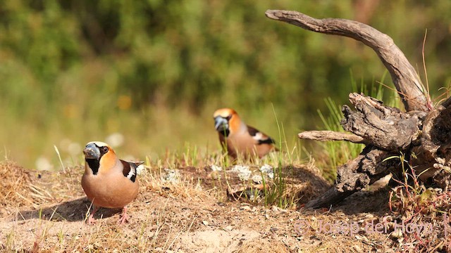 Hawfinch - ML627914872