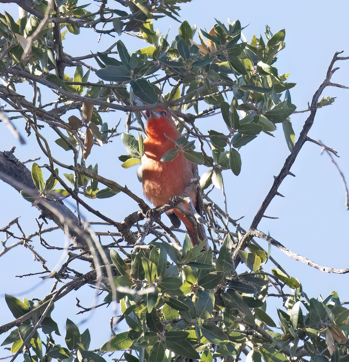 Hepatic Tanager - ML627914898