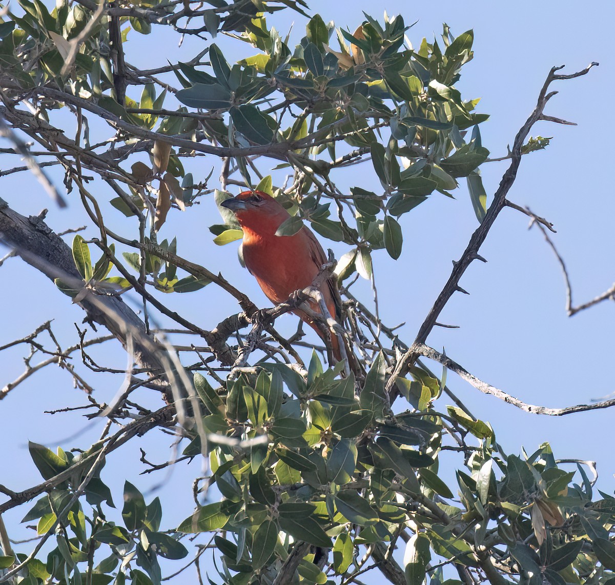 Hepatic Tanager - ML627914899