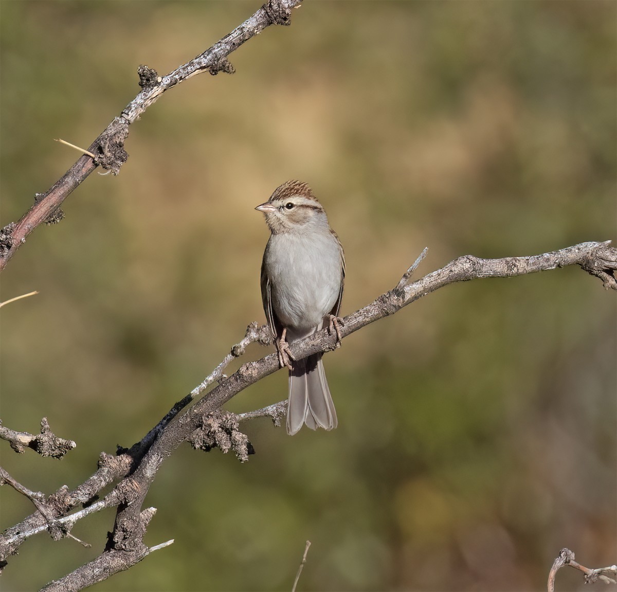 Chipping Sparrow - ML627914916