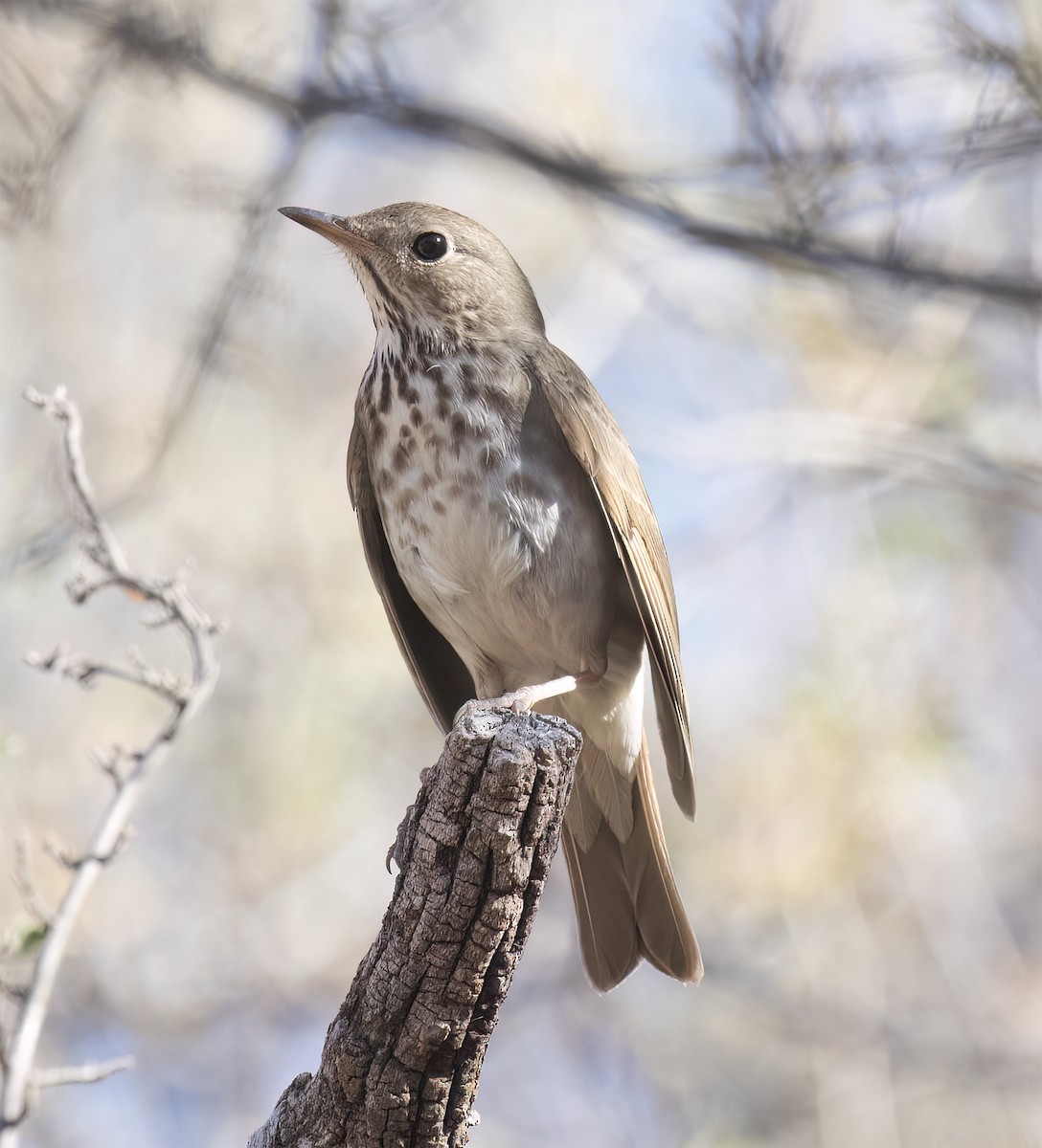 Hermit Thrush - ML627914932