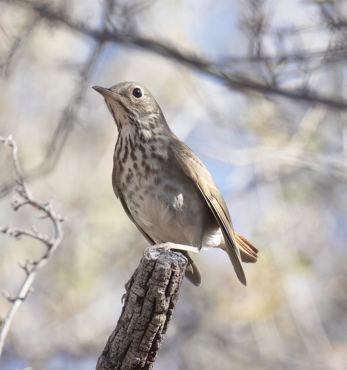 Hermit Thrush - ML627914933