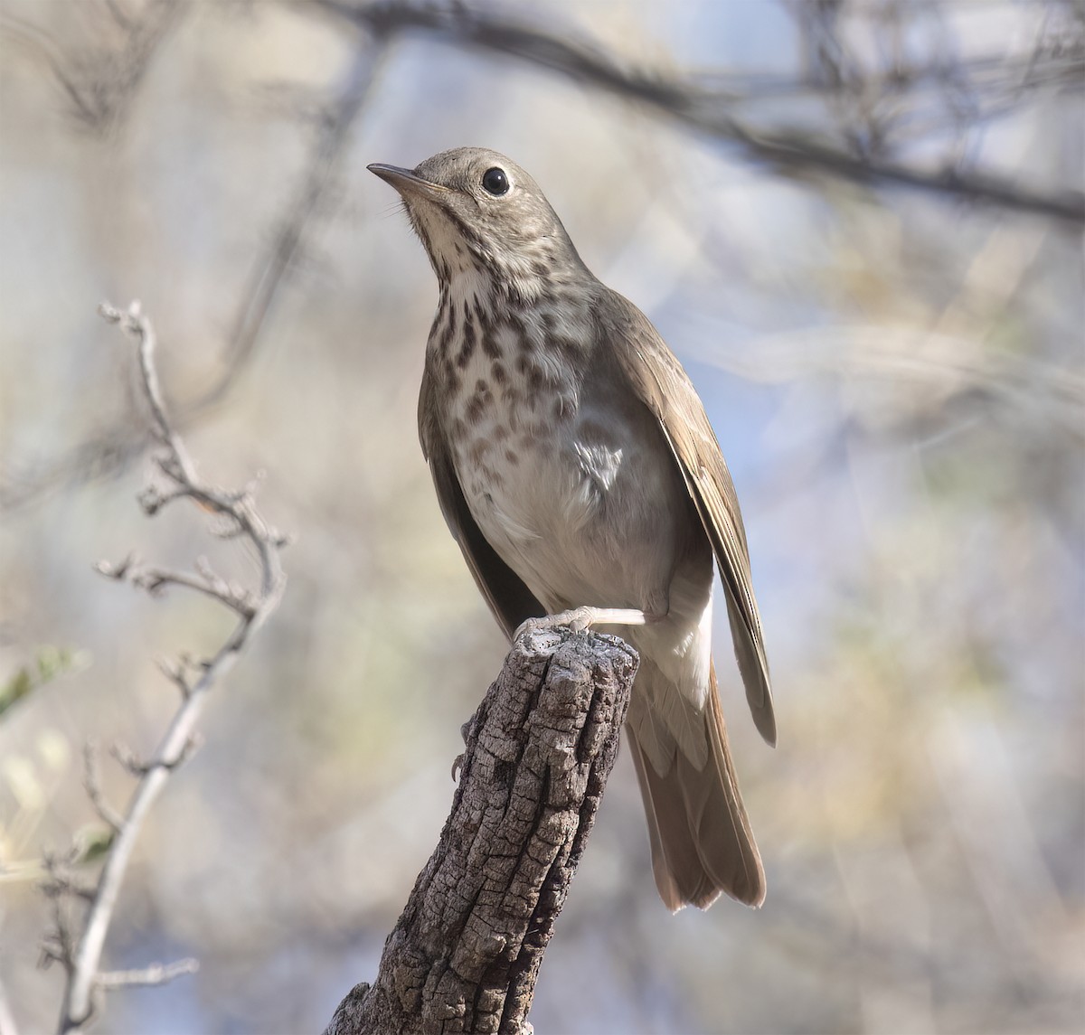 Hermit Thrush - ML627914934