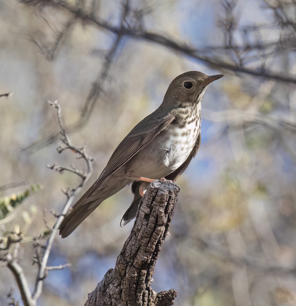 Hermit Thrush - ML627914935