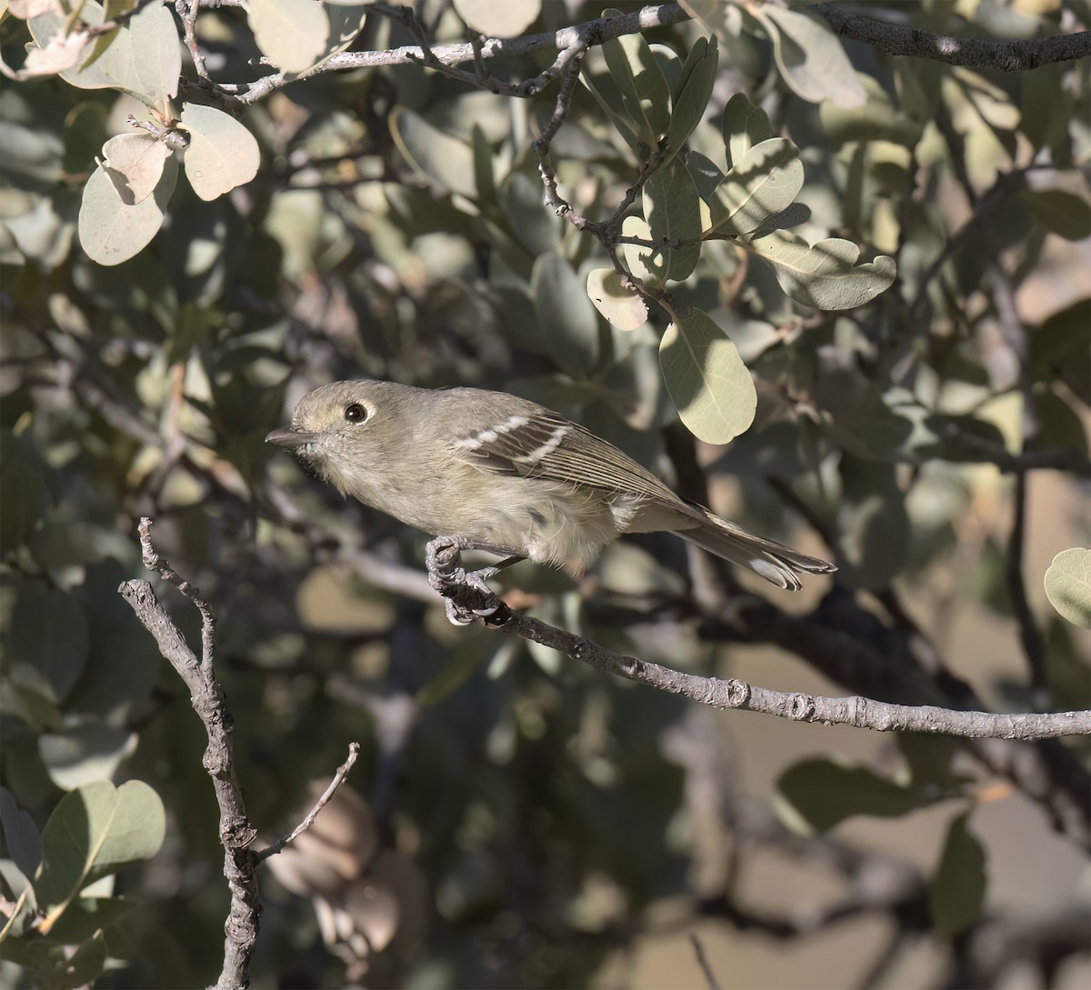 Hutton's Vireo (Interior) - ML627914957