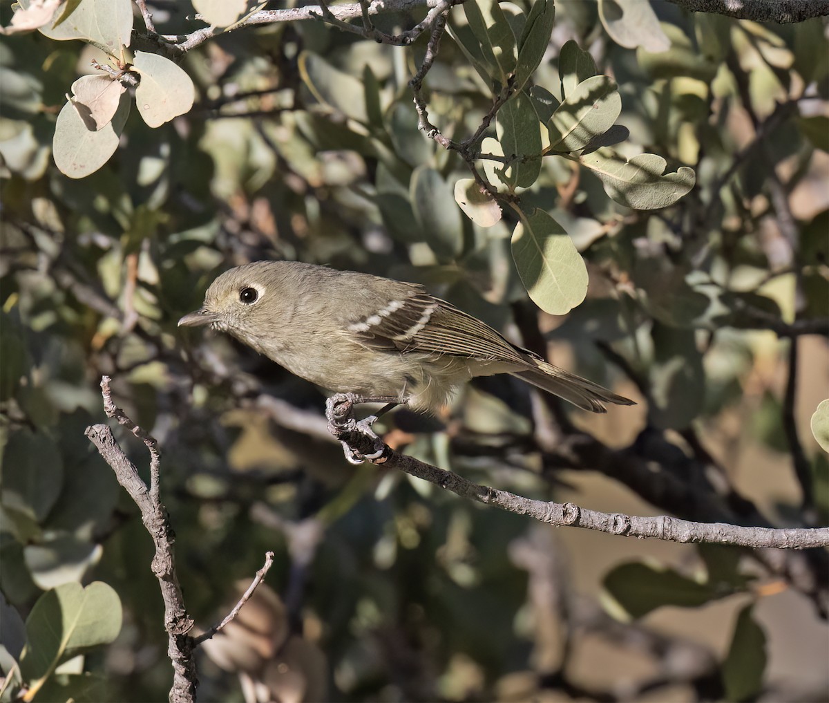 Hutton's Vireo (Interior) - ML627914958