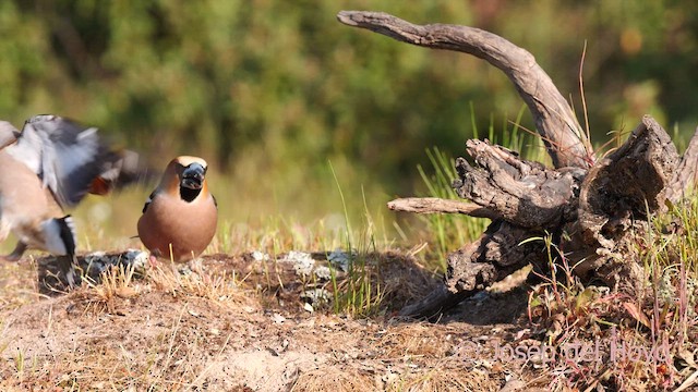 Hawfinch - ML627914998