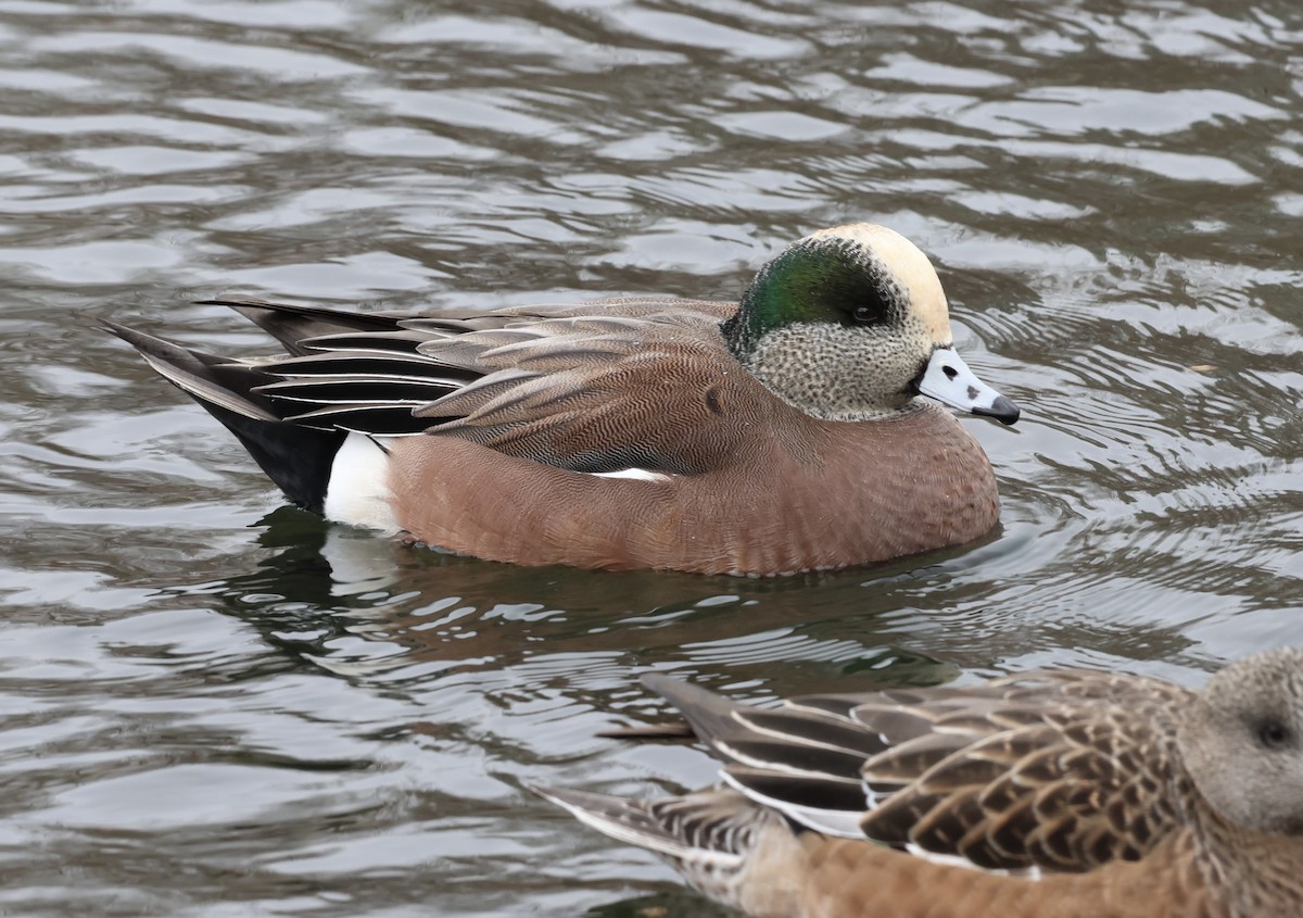 Canard d'Amérique - ML627915041