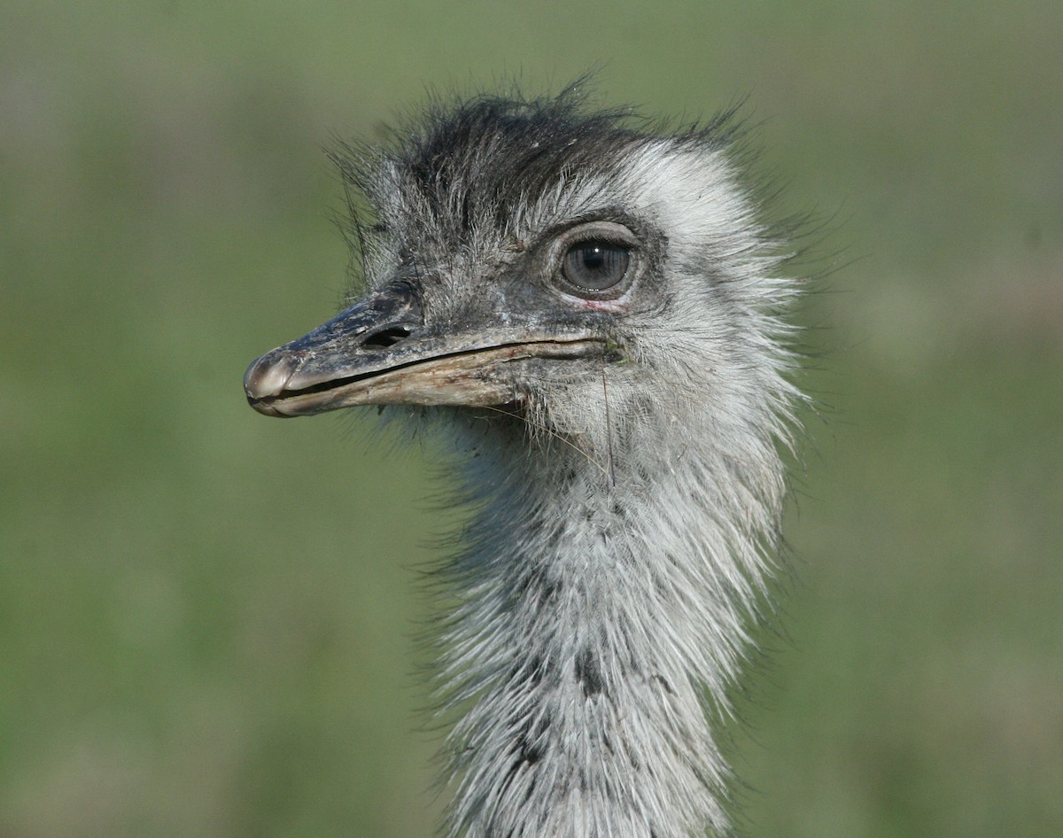 Greater Rhea - ML627915193