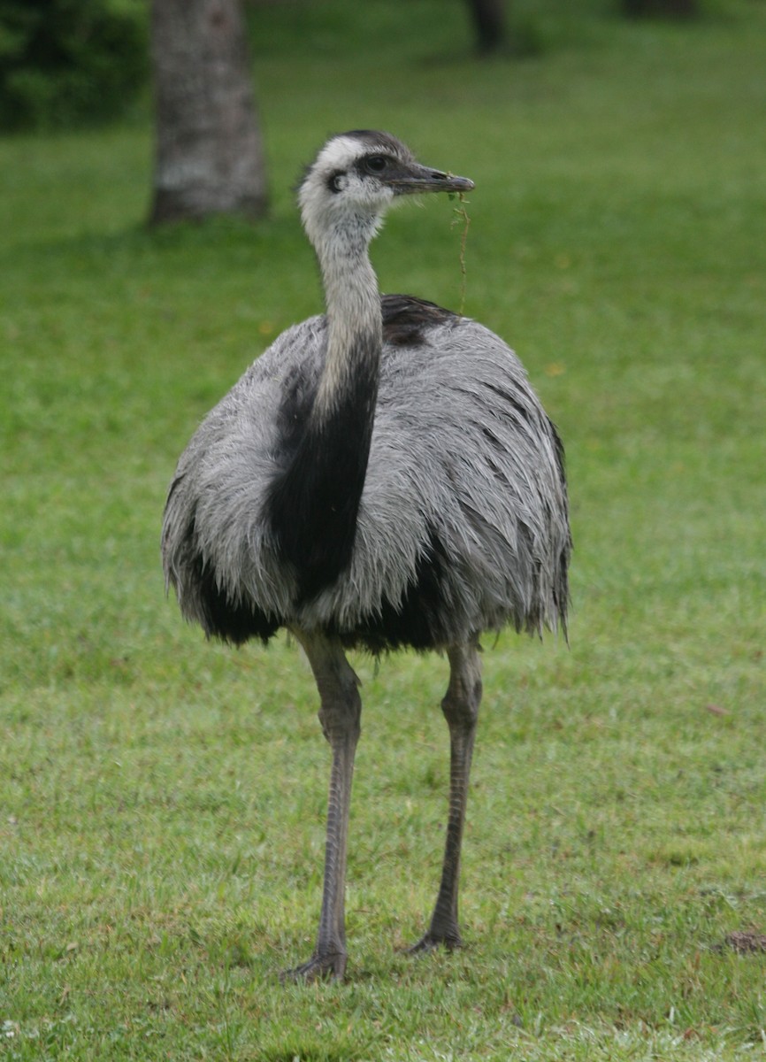 Greater Rhea - ML627915194