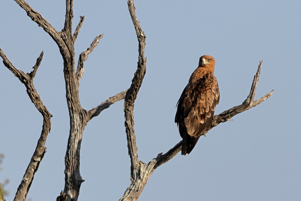 Tawny Eagle - ML627915343