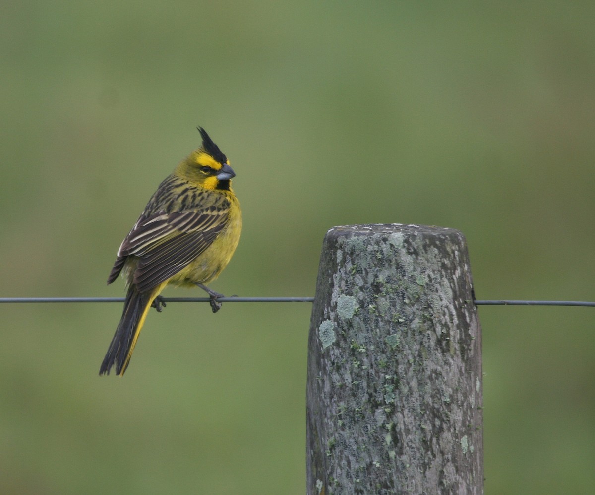 Yellow Cardinal - ML627915377