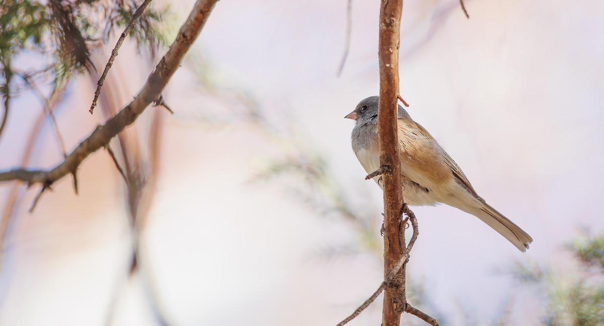 Dark-eyed Junco (Pink-sided) - ML627915449