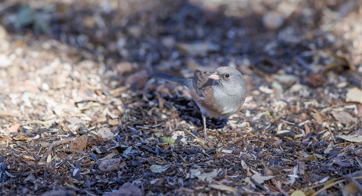 Dark-eyed Junco (Pink-sided) - ML627915544