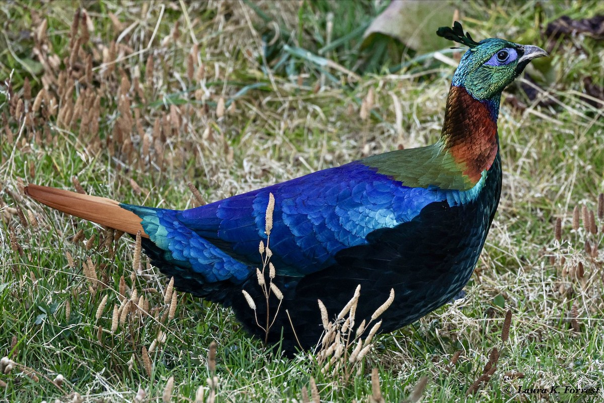 Himalayan Monal - ML627915581