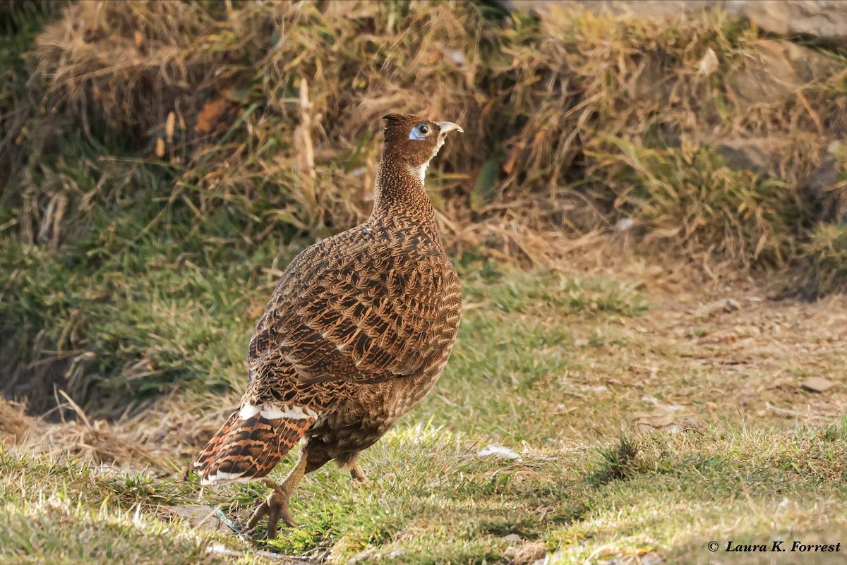 Himalayan Monal - ML627915582