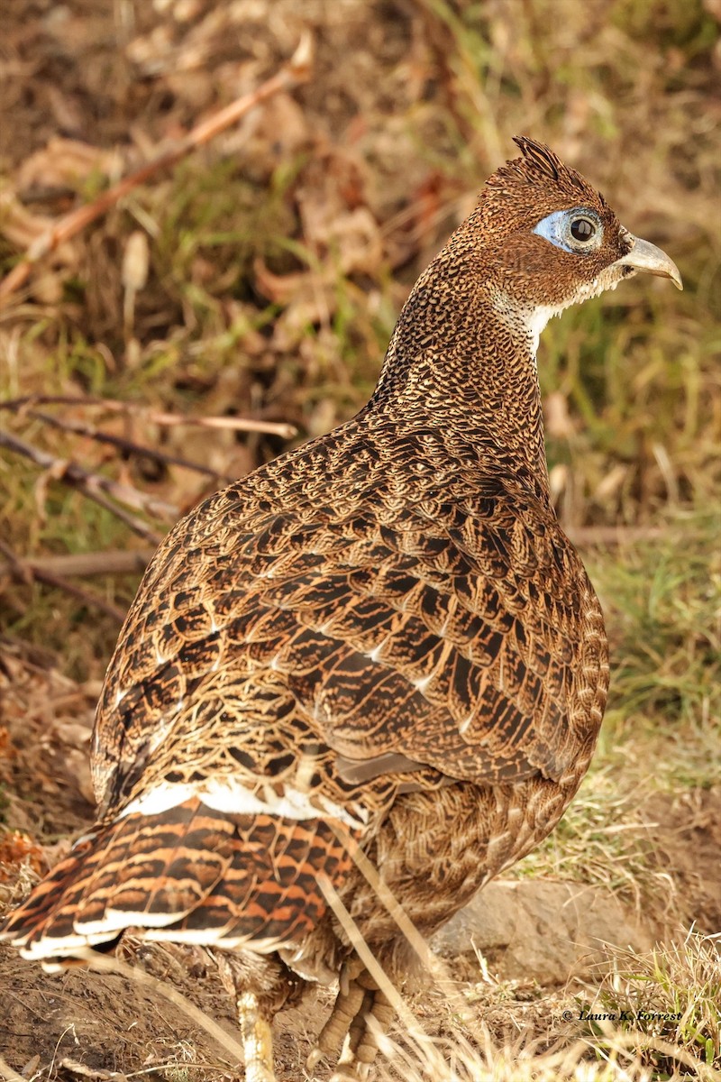 Himalayan Monal - ML627915583