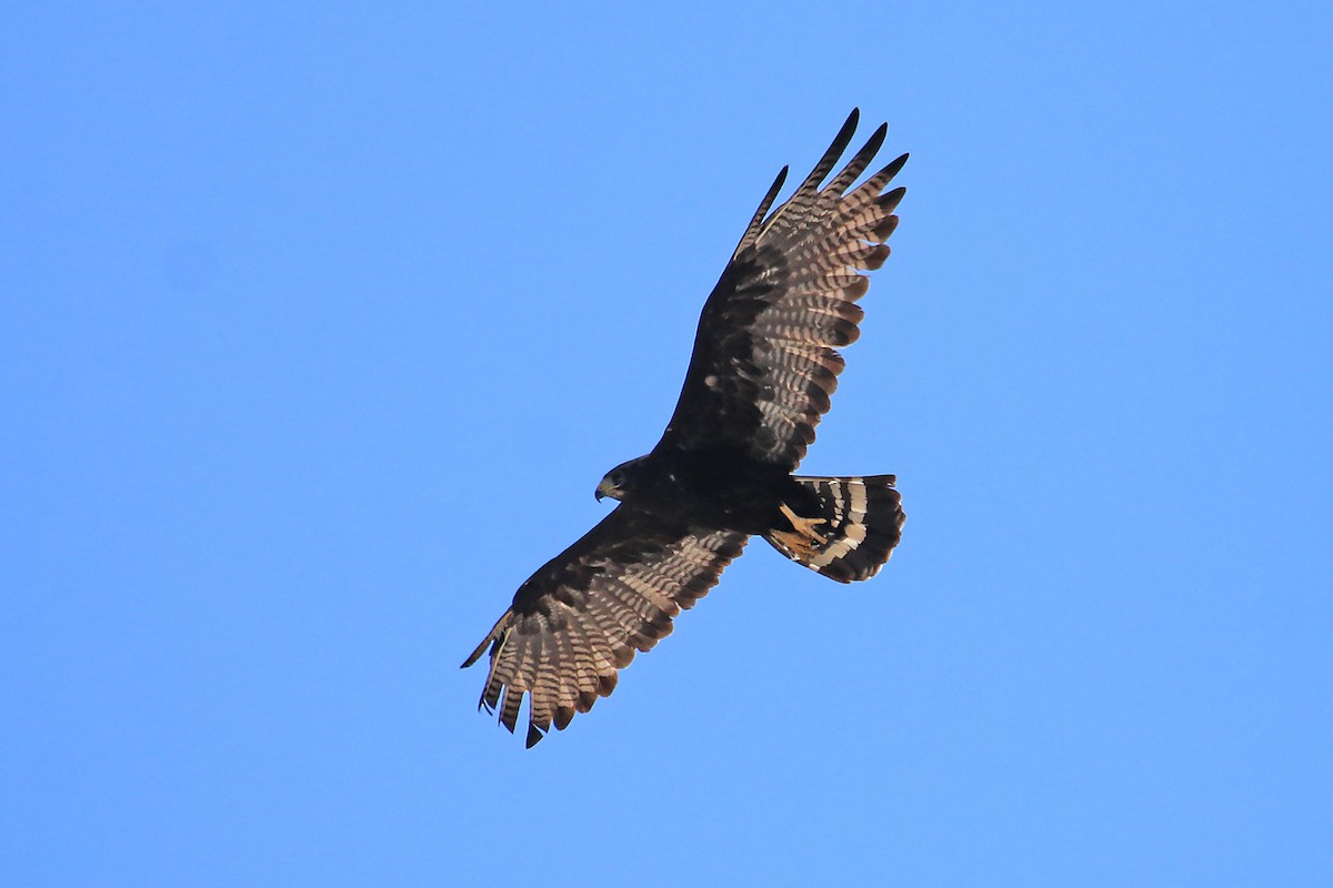 Zone-tailed Hawk - ML627915585