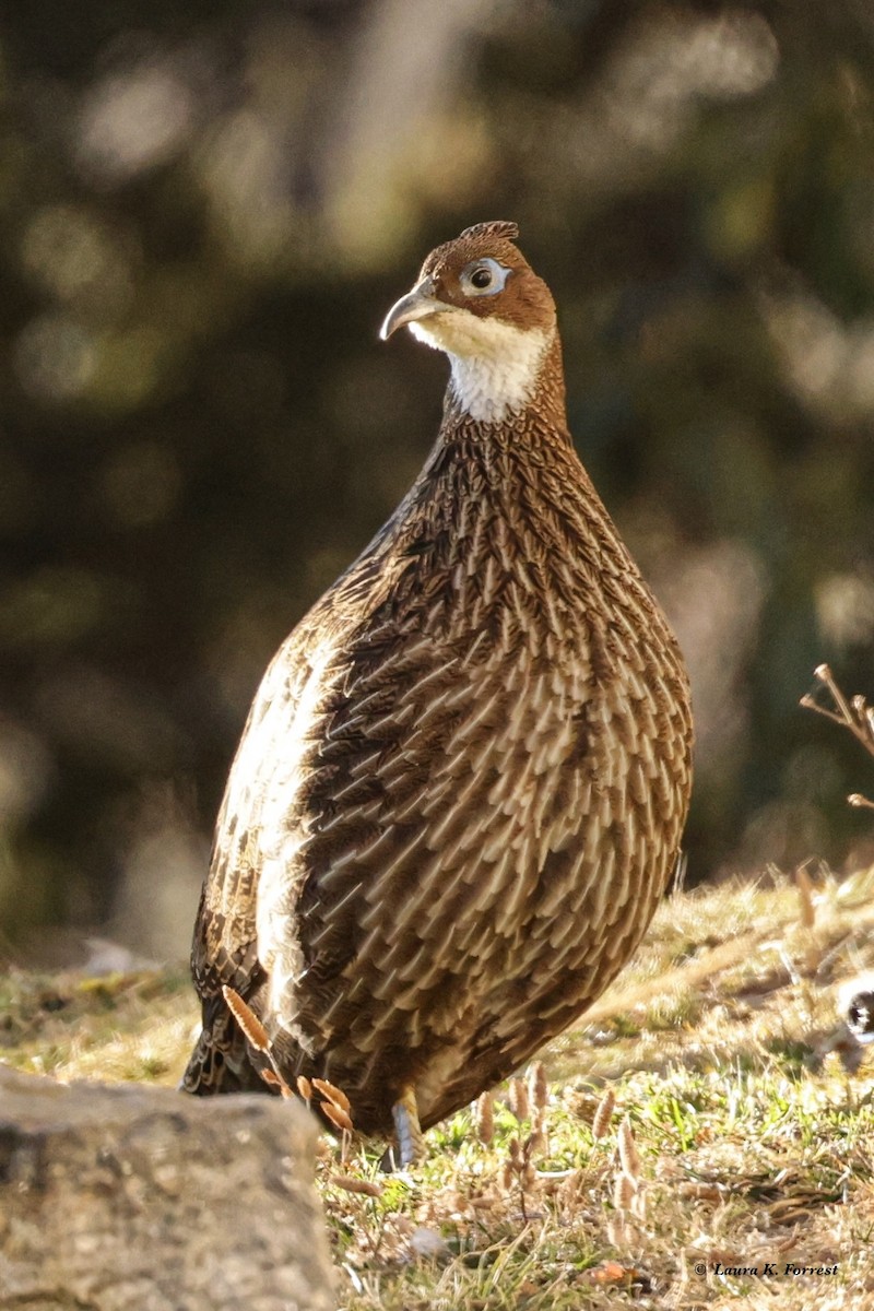 Himalayan Monal - ML627915607