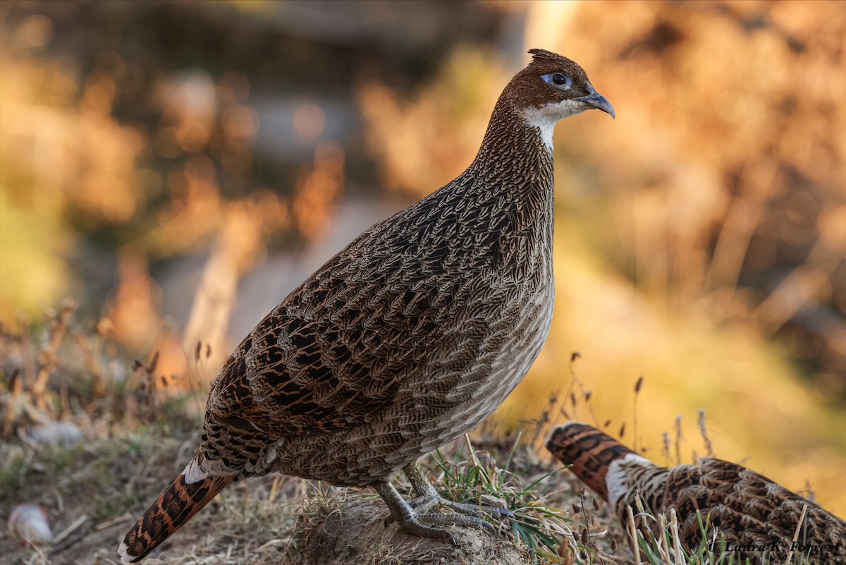 Himalayan Monal - ML627915608