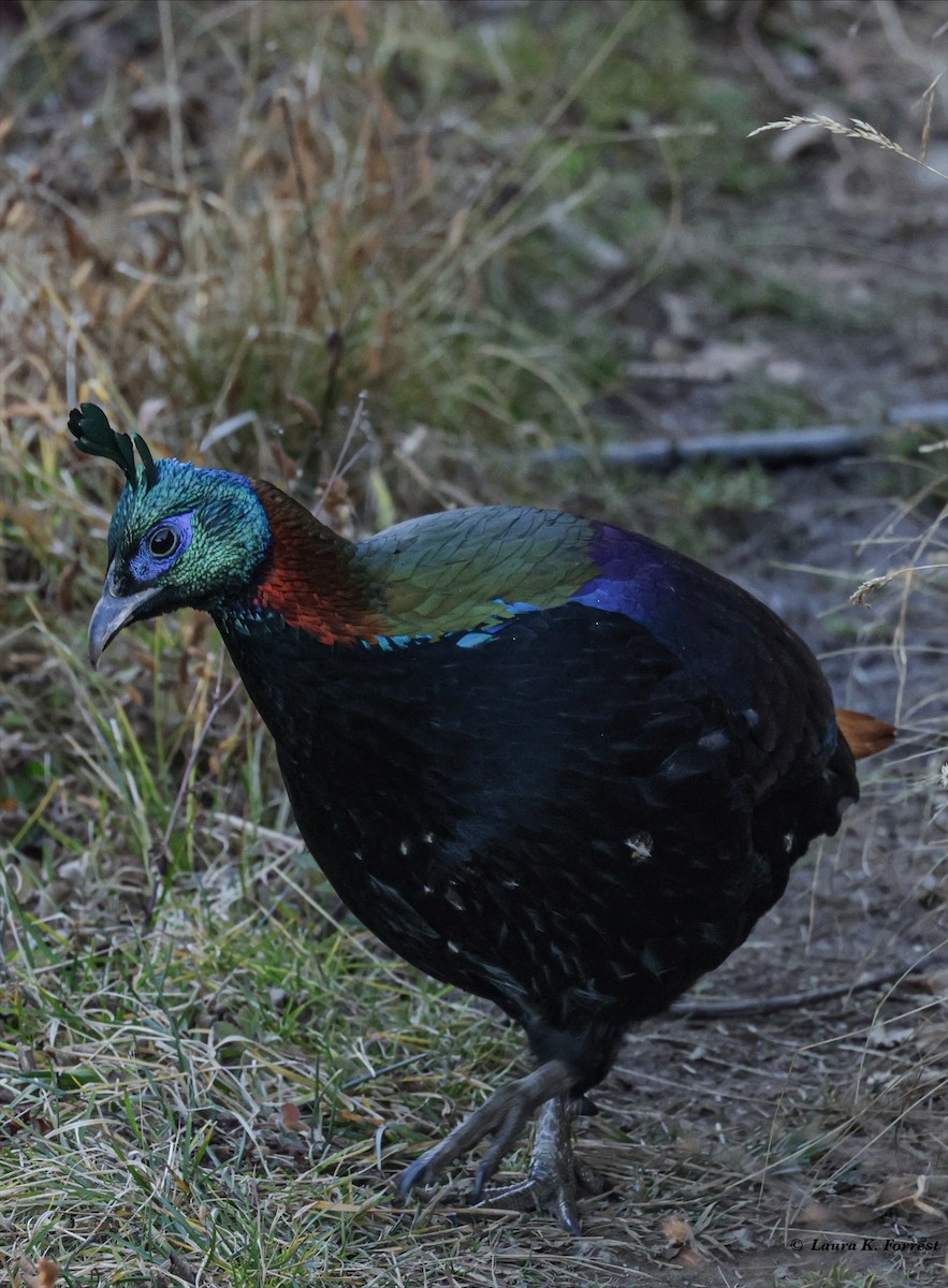 Himalayan Monal - ML627915610