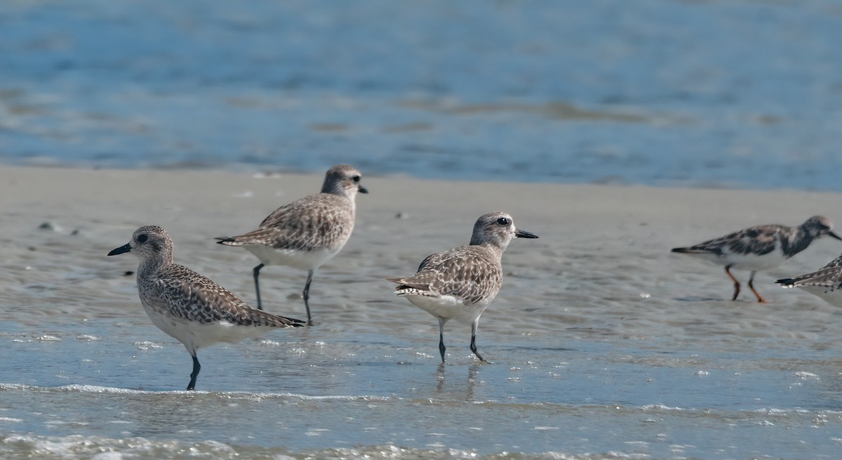 Black-bellied Plover - ML627915731