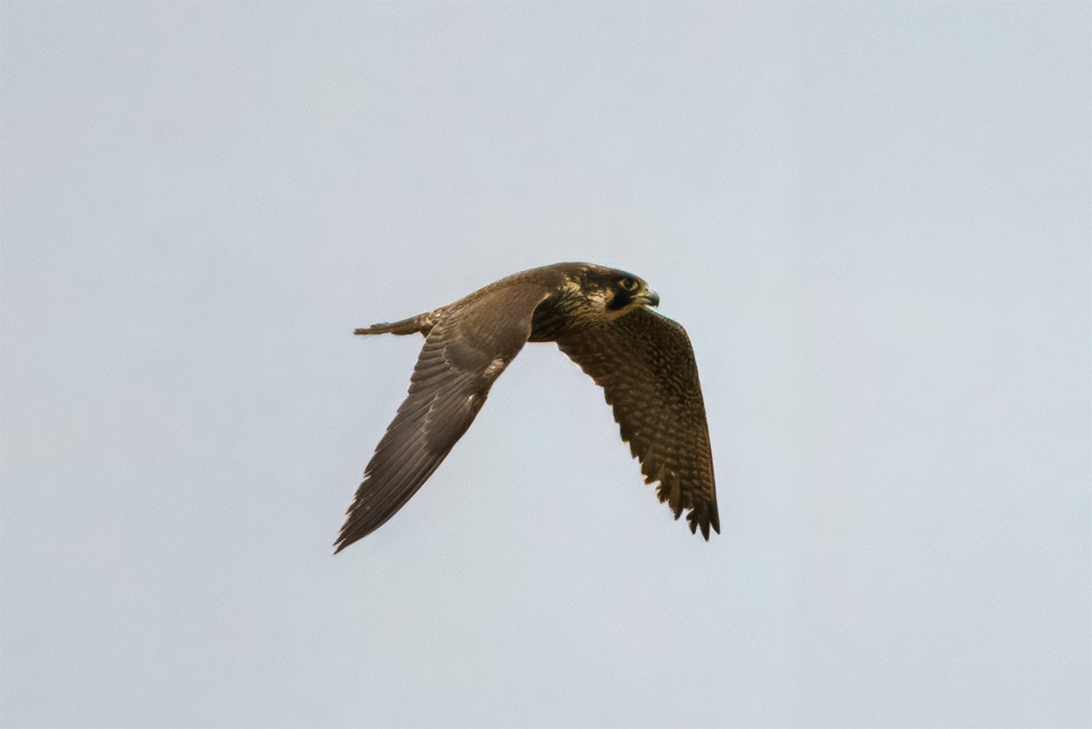 Эгэл шонхор - ML627915857