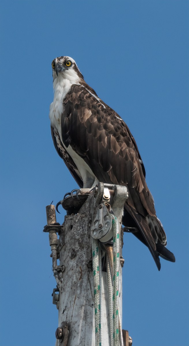 Osprey - ML627916080