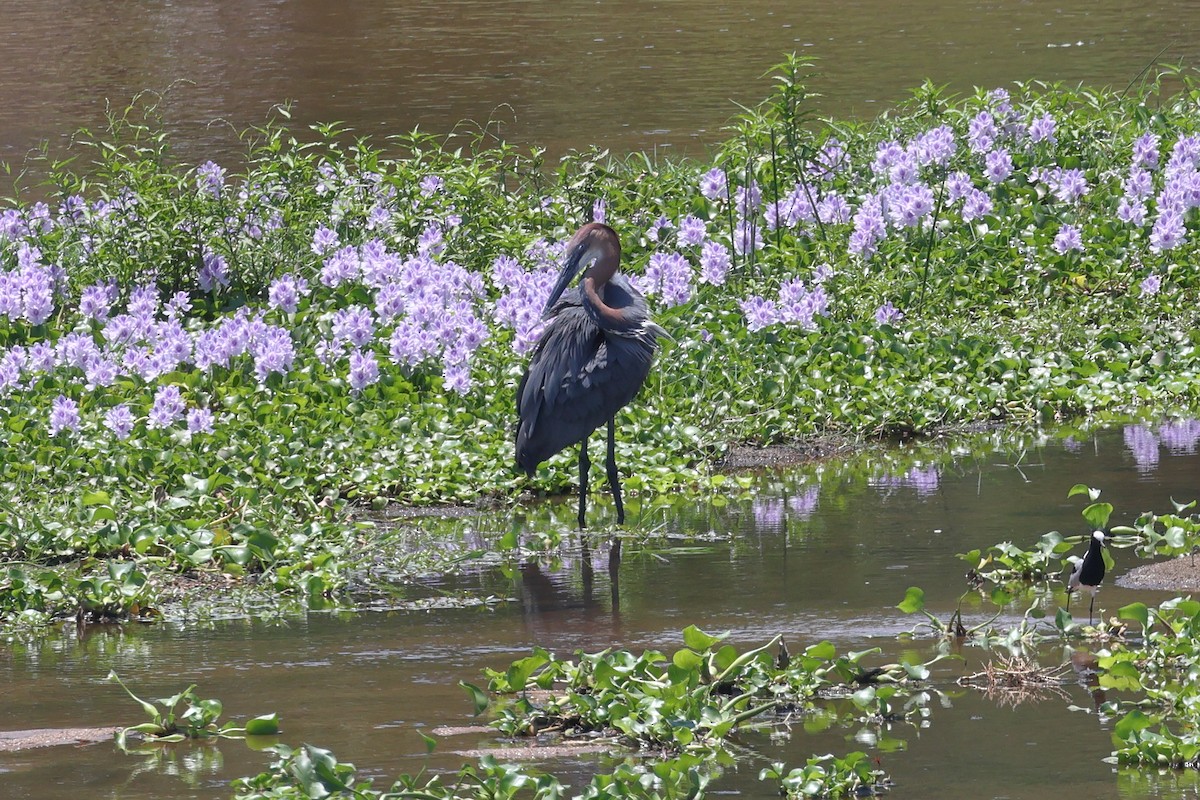 Goliath Heron - ML627916108