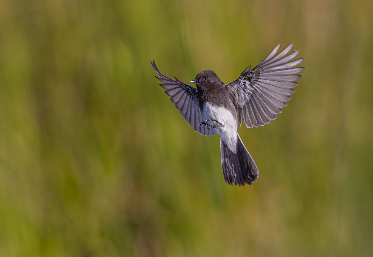 Black Phoebe - ML627916119