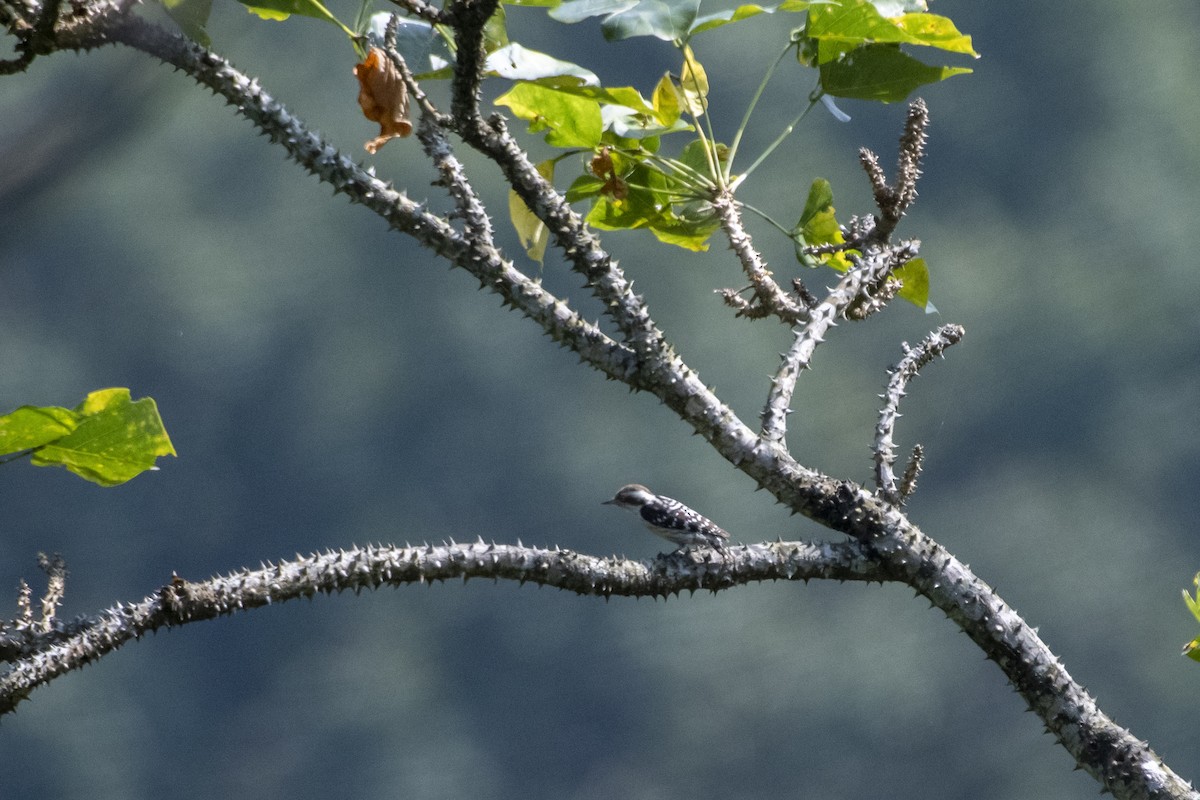 Brown-capped Pygmy Woodpecker - ML627916185