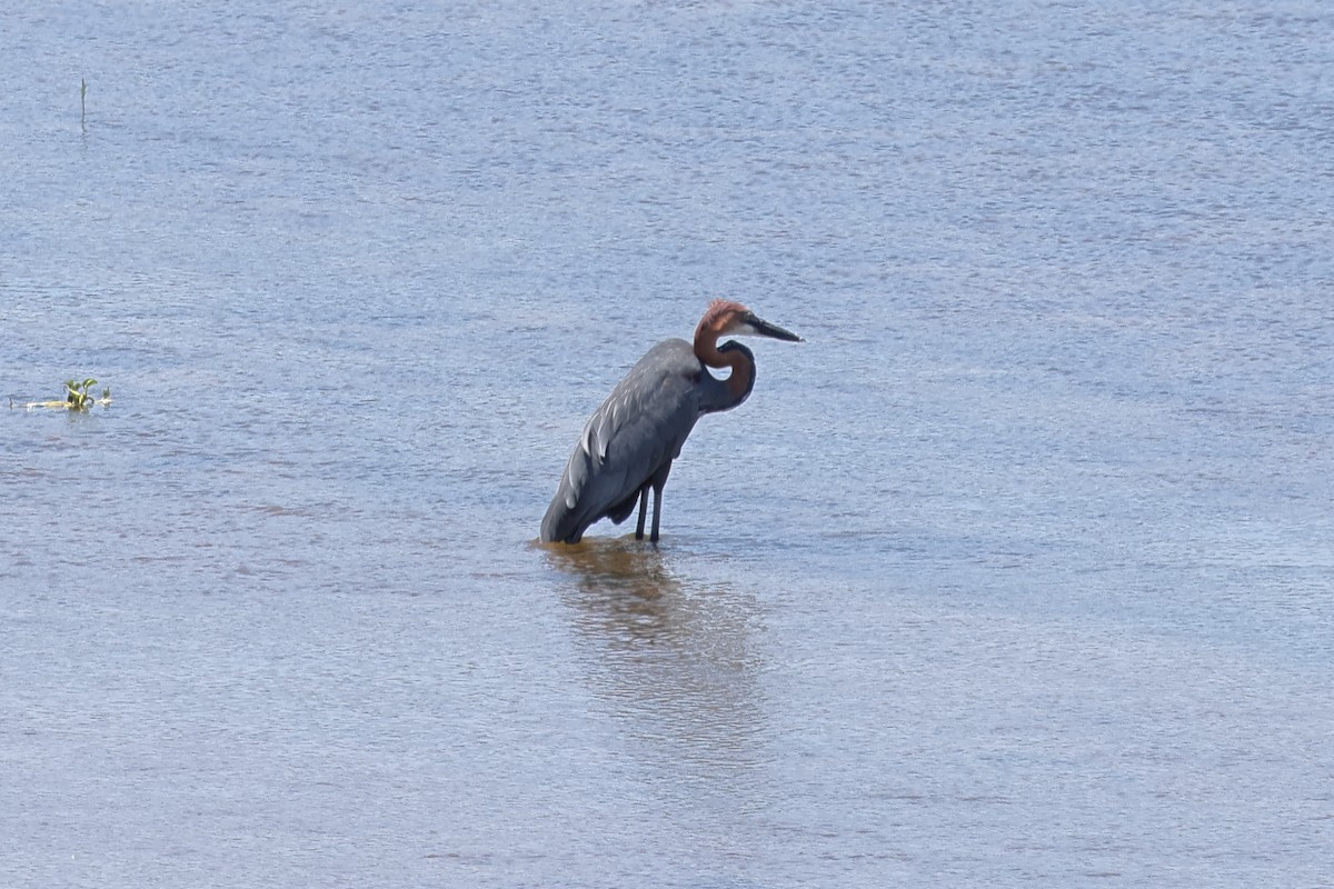 Goliath Heron - ML627916230