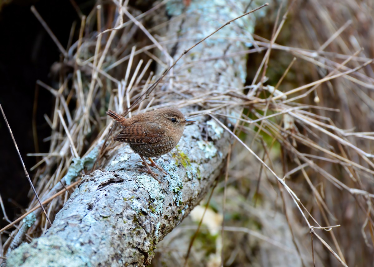 Winter Wren - ML627916252