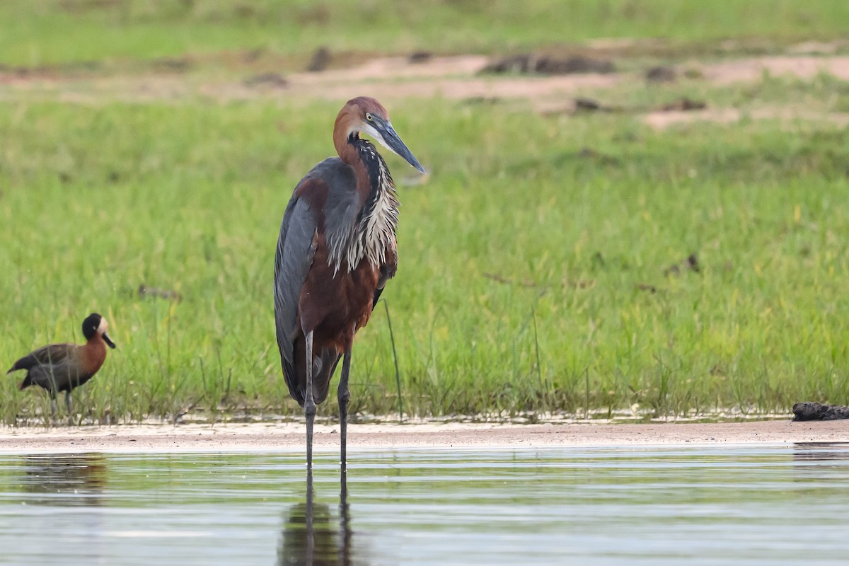 Goliath Heron - ML627916263