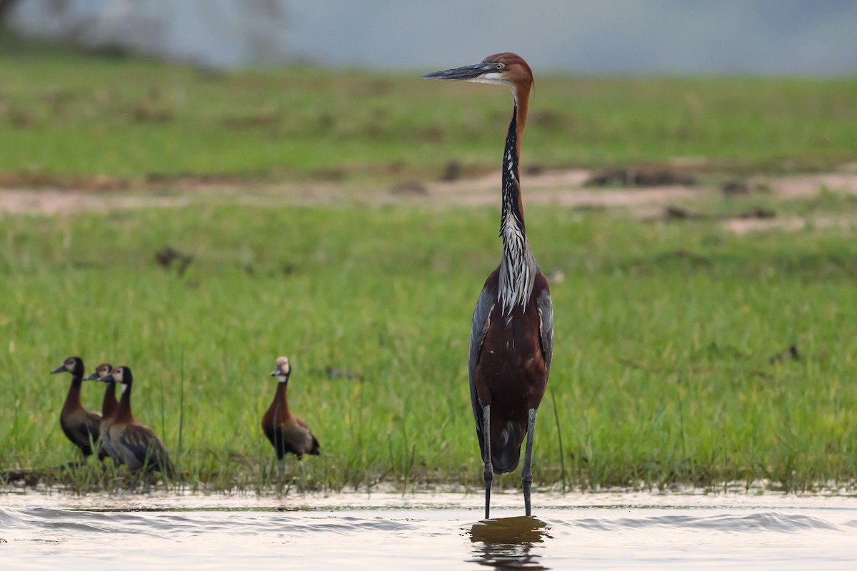 Goliath Heron - ML627916268