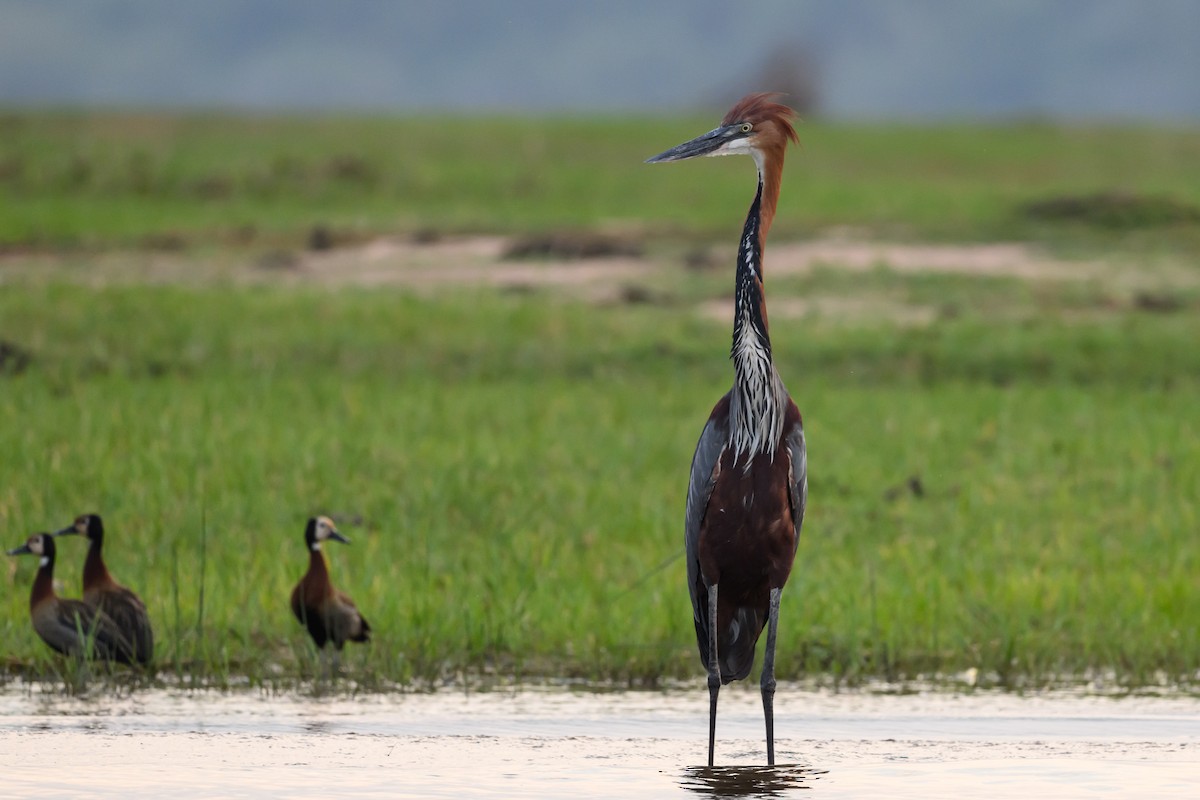 Goliath Heron - ML627916271