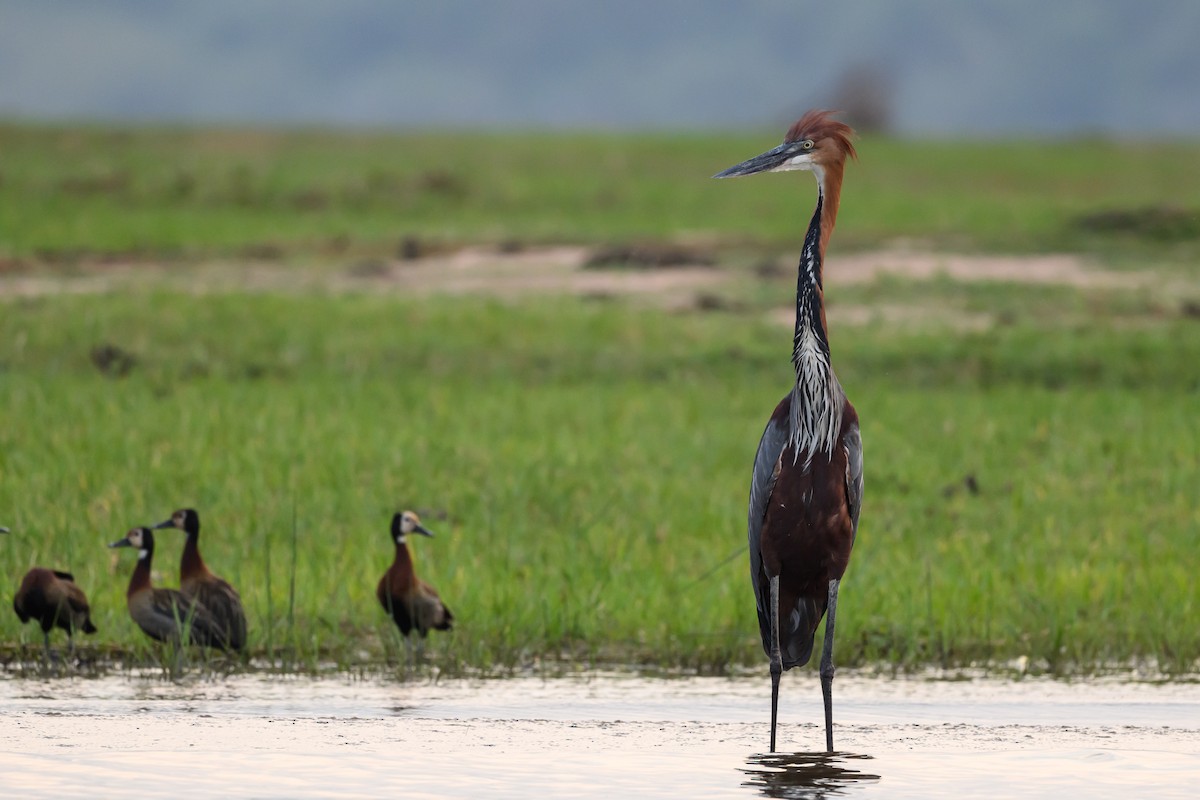 Goliath Heron - ML627916272