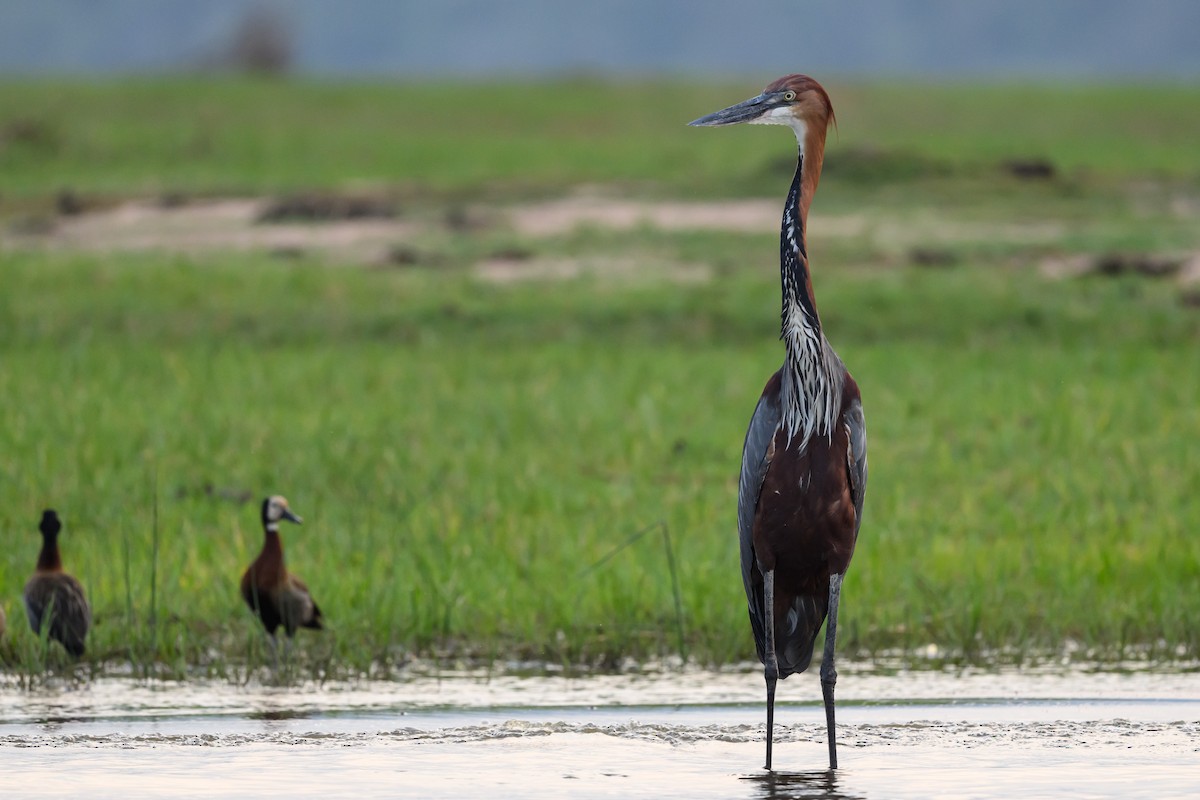 Goliath Heron - ML627916274