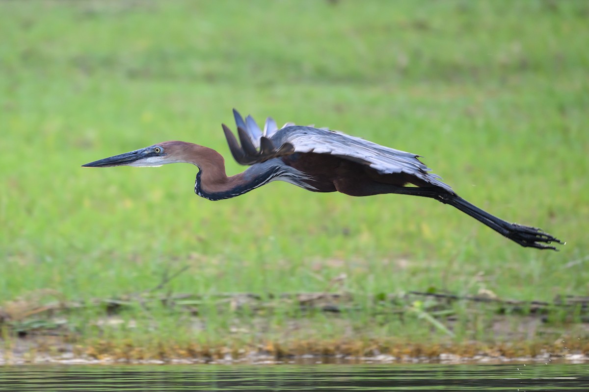 Goliath Heron - ML627916275