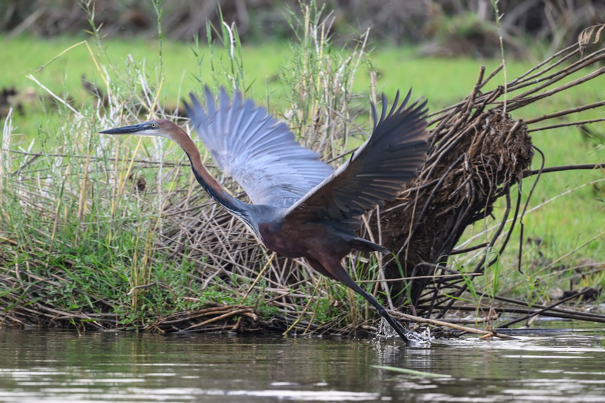 Goliath Heron - ML627916276