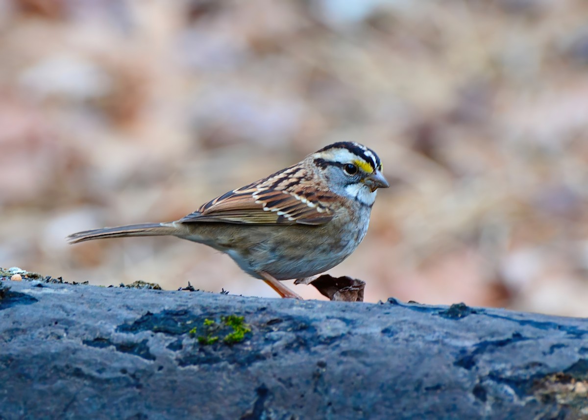 White-throated Sparrow - ML627916292