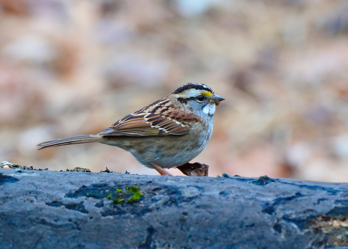 White-throated Sparrow - ML627916293