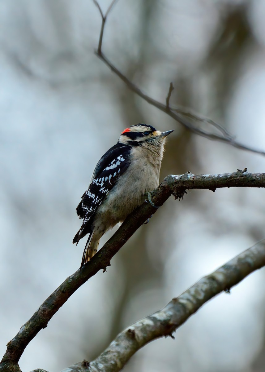 Downy Woodpecker - ML627916313